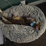 Prince is registered to the contest to win money with this photo: cat, tabby_cat, pet, animal, sleeping, relaxed, lying_down, upside_down, blue_bow, collar, shaggy_bed, pet_bed, fur, striped_fur, whiskers, ears, tail, indoor, carpet, cozy