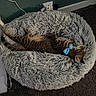 cat, tabby_cat, pet, animal, sleeping, relaxed, lying_down, upside_down, blue_bow, collar, shaggy_bed, pet_bed, fur, striped_fur, whiskers, ears, tail, indoor, carpet, cozy