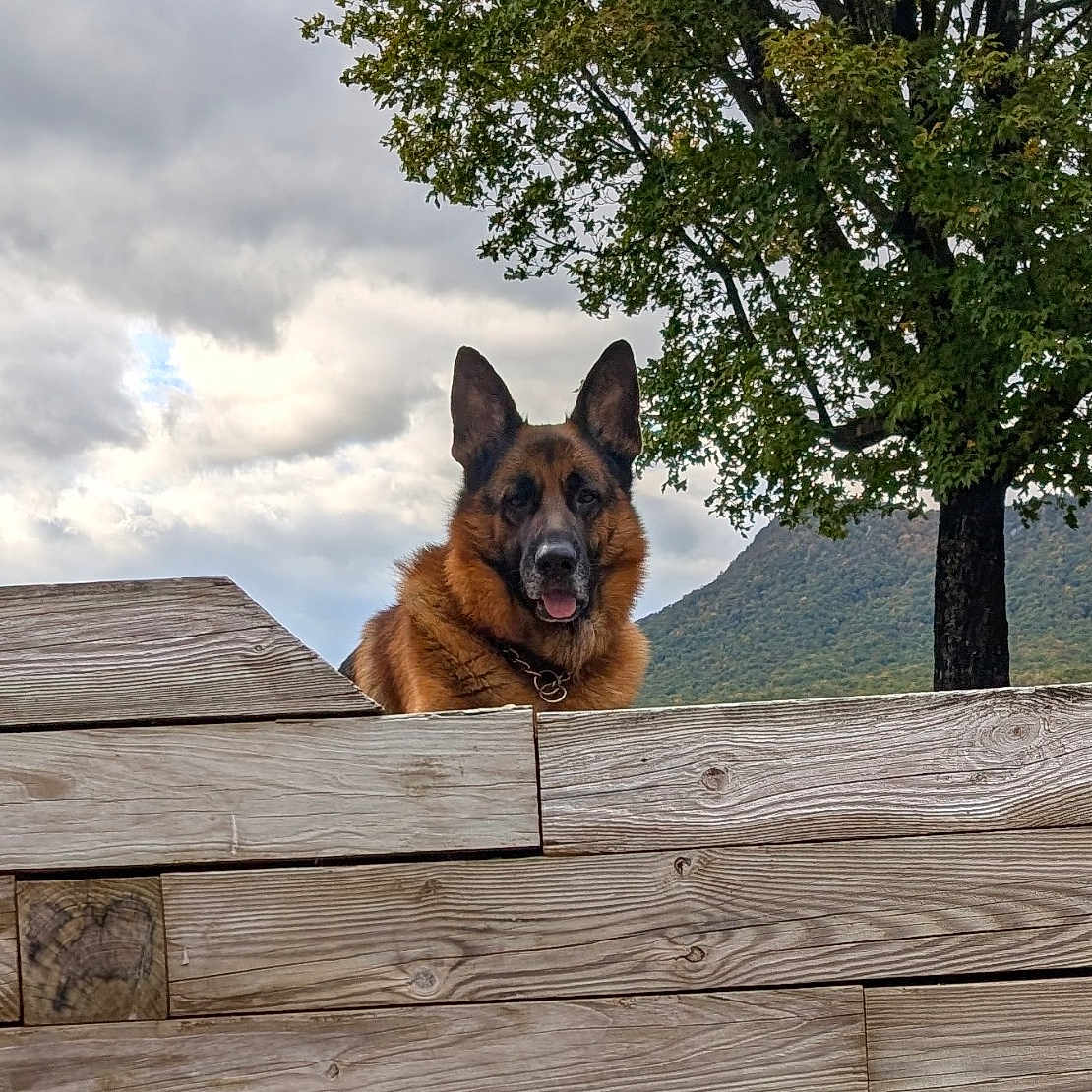 Maxx