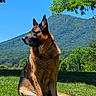 dog, shepherd_dog, belgian_malinois, animal, pet, sitting, profile, alert, outdoors, mountains, forest, grass, nature, landscape, blue_sky, sunlight, trees, portrait, fur, pointed_ears