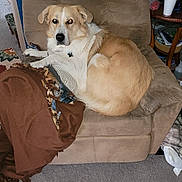 Buddy is registered to the contest to win money with this photo: animal, blanket, brown, carpet, companion, couch, cozy, dog, domestic, furniture, home, indoor, living_room, pet, recliner, relaxed, resting, seat, tan, white