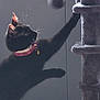 Eightball joined the competition — help win amazing prizes! animal, black_cat, cat, cat_tree, collar, curious, dangle, domestic_cat, feline, furniture, fuzzy_ball, indoor, paw, pet, pet_toy, playful, scratching_post, side_view, toy, whiskers