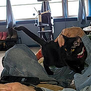 Eightball is registered to the contest to win money with this photo: black_cat, cat, cat_tree, collar, cord, curtains, furniture, hand, indoor, jeans, lap, person, pet, phone, relaxation, sitting, watch, window, yellow_eyes