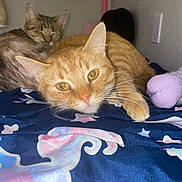 Princess Daisy joined the competition — help win amazing prizes! cat, orange_cat, tabby_cat, bed, bedding, blanket, indoor, pet, feline, resting, sleeping, whiskers, ears, paw, cute, animal, domestic_animal, closeup, relaxed, comfort