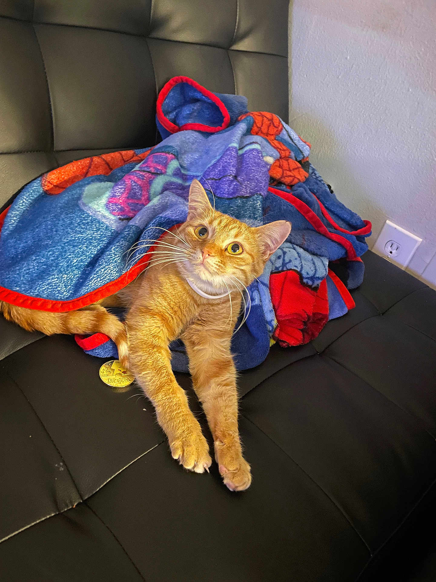 Princess Daisy joined the competition — help win amazing prizes! cat, orange_tabby, blanket, blue, red, couch, leather, indoor, pet, animal, whiskers, curious, stretching, fur, ears, claws, paw, relaxed, domestic_cat, feline