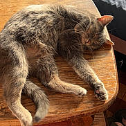 Atlas a rejoint le concours — aidez-le/la à gagner de superbes lots ! cat, tabby, sleeping, wooden_table, sunlight, fur, relaxed, indoor, floor_tiles, cozy, pet, animal, resting, quiet, peaceful, home, feline, paw, ear, whiskers