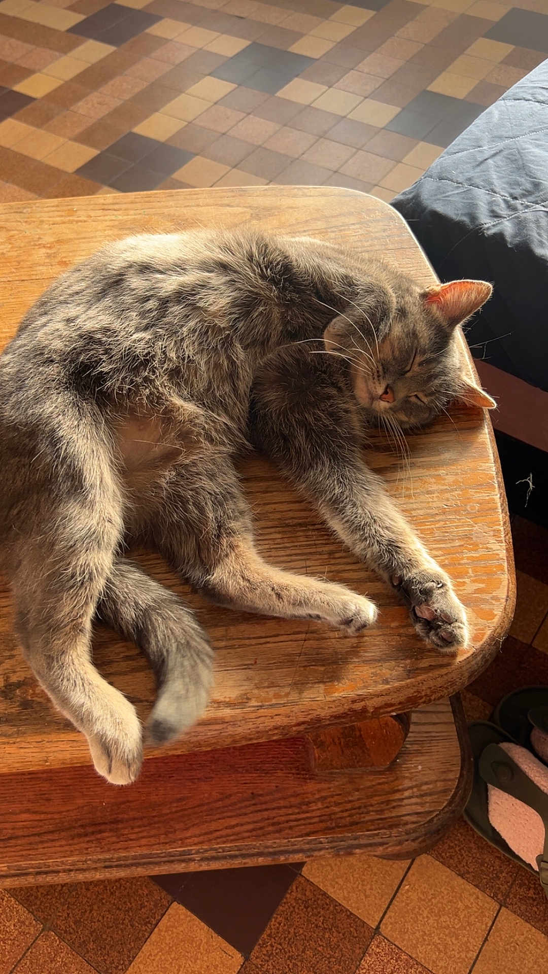 Atlas a rejoint le concours — aidez-le/la à gagner de superbes lots ! cat, tabby, sleeping, wooden_table, sunlight, fur, relaxed, indoor, floor_tiles, cozy, pet, animal, resting, quiet, peaceful, home, feline, paw, ear, whiskers