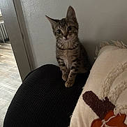 Simba joined the competition — help win amazing prizes! animal, cat, couch, cozy, curious, cute, domestic, floor, furniture, home, indoor, kitten, pet, pillow, resting, small, tabby, texture, wall, wide_eyes