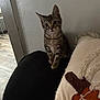 animal, cat, couch, cozy, curious, cute, domestic, floor, furniture, home, indoor, kitten, pet, pillow, resting, small, tabby, texture, wall, wide_eyes