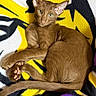 cat, brown_cat, pet, animal, feline, ears, green_eyes, paw, tail, blanket, colorful_blanket, yellow, black, white, purple, pattern, indoor, relaxed, cozy, resting