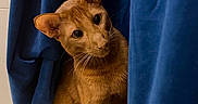 Yondu joined the competition — help win amazing prizes! cat, ginger_cat, curious, blue_curtains, indoor, pet, animal, whiskers, ears, feline, fur, posing, looking, head_tilt, closeup, cozy, home, soft_light, texture, playful