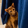 cat, ginger_cat, curious, blue_curtains, indoor, pet, animal, whiskers, ears, feline, fur, posing, looking, head_tilt, closeup, cozy, home, soft_light, texture, playful