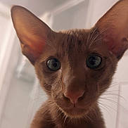 Yondu is registered to the contest to win money with this photo: cat, close_up, ears, whiskers, curious, indoor, pet, animal, feline, face, looking, wide_eyes, brown_fur, portrait, soft_light, cute, young_cat, domestic_cat, nose, background_blur