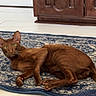 cat, brown_cat, pet, indoor, rug, blue_rug, floor, wooden_cabinet, green_eyes, alert, lounging, animal, feline, domestic_cat, relaxed, looking_at_camera, whiskers, ears, tail, tile_floor