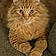 Meowzers