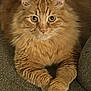 Meowzers joined the competition — help win amazing prizes! alert, animal, cat, chair, close_up, crossed_paws, cute, domestic_cat, ears, feline, fluffy, fur, indoor, looking, orange_cat, pet, resting, sitting, tabby, whiskers