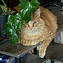 Meowzers joined the competition — help win amazing prizes! animal, cat, cozy, curious, domestic, feline, furniture, green_leaves, houseplant, indoor, leaf, orange_cat, pet, plant, potted_plant, relaxed, resting, shelf, tabby, wooden_shelf