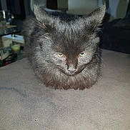 Popeye a rejoint le concours — aidez-le/la à gagner de superbes lots ! cat, black_cat, loaf_position, indoor, furniture, table, yellow_eyes, fluffy_fur, pet, animal, domestic, resting, closeup, gray_surface, unimpressed_expression, soft_lighting, household, cute, mammal, feline