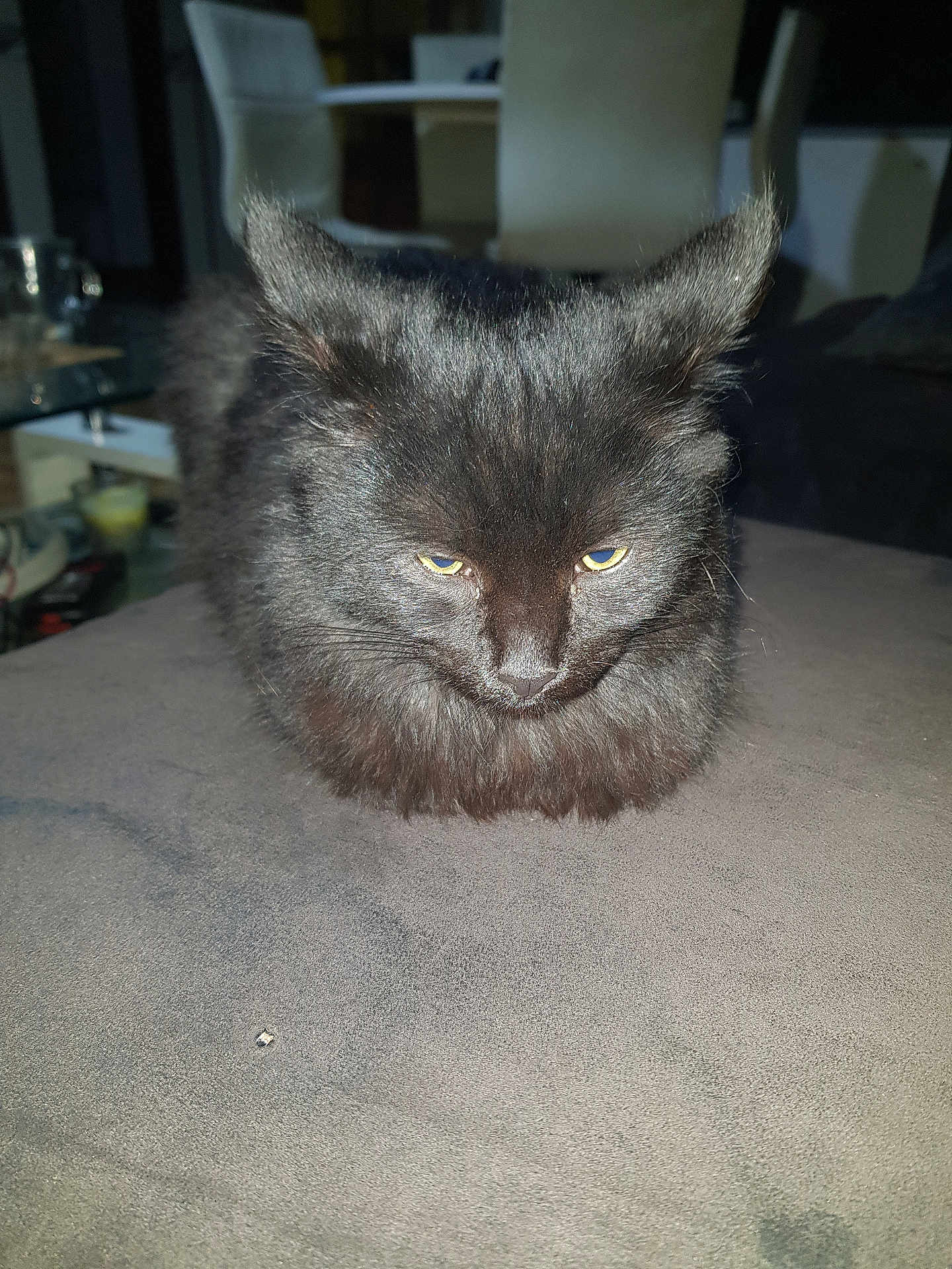 Popeye a rejoint le concours — aidez-le/la à gagner de superbes lots ! cat, black_cat, loaf_position, indoor, furniture, table, yellow_eyes, fluffy_fur, pet, animal, domestic, resting, closeup, gray_surface, unimpressed_expression, soft_lighting, household, cute, mammal, feline