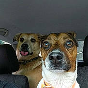 Tatooinox a rejoint le concours — aidez-le/la à gagner de superbes lots ! dog, car, pet, animal, collar, seat, interior, brown_dog, white_dog, tongue_out, close_up, companionship, cute, curious, playful, portrait, two_dogs, vehicle, seat_back, travel