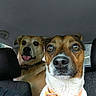 dog, car, pet, animal, collar, seat, interior, brown_dog, white_dog, tongue_out, close_up, companionship, cute, curious, playful, portrait, two_dogs, vehicle, seat_back, travel