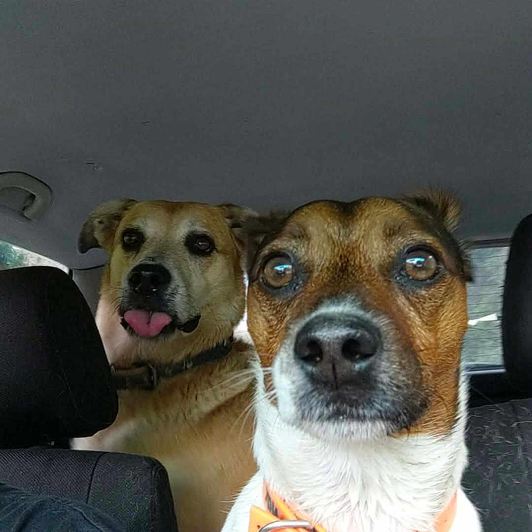 Tatooinox a rejoint le concours — aidez-le/la à gagner de superbes lots ! dog, car, pet, animal, collar, seat, interior, brown_dog, white_dog, tongue_out, close_up, companionship, cute, curious, playful, portrait, two_dogs, vehicle, seat_back, travel