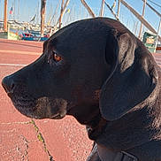 Maguy participe au concours pour gagner de l'argent avec cette photo : dog, black_dog, side_profile, close_up, outdoor, marina, boats, sailboats, water, sky, daylight, fur, collar, animal, pet, canine, portrait, nature, leisure, quiet