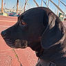 dog, black_dog, side_profile, close_up, outdoor, marina, boats, sailboats, water, sky, daylight, fur, collar, animal, pet, canine, portrait, nature, leisure, quiet