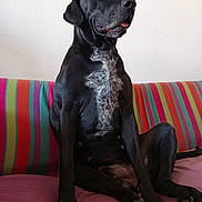 Maguy a rejoint le concours — aidez-le/la à gagner de superbes lots ! animal, black_dog, canine, companion, couch, dog, domestic_animal, fur, furniture, home, indoor, looking_away, mammal, pet, portrait, relaxed, sitting, striped_couch, tongue_out, white_patch