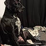 Maguy a rejoint le concours — aidez-le/la à gagner de superbes lots ! dog, black_dog, sitting, bed, blanket, pillow, indoor, curtain, pet, animal, fur, side_profile, relaxed, canine, domestic, mammal, resting, companion, quiet, calm