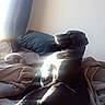 dog, black_dog, bed, blanket, pillow, sunlight, window_light, indoor, cozy, relaxed, pet, animal, fur, resting, lounge, home, soft_light, shadow, comfort, domestic