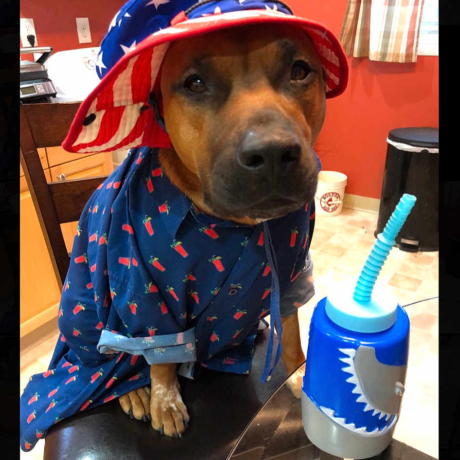 Julian joined the competition — help win amazing prizes! canidae, carnivore, collar, companion_dog, dog, dog_breed, dog_clothes, dog_collar, dog_supply, electric_blue, fashion_accessory, fawn, hat, personal_protective_equipment, pet_supply, plastic_bottle, snout, sporting_group, sun_hat, working_animal