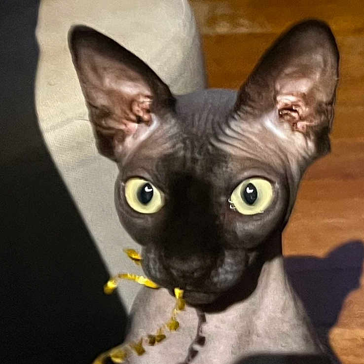 Scarlett participe au concours pour gagner de l'argent avec cette photo : abyssinian, animal, blackcat, cat, egyptiancat, face, head, kitten, person, pet, siamese