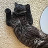 Apollo Charbonneau is registered to the contest to win money with this photo: cat, black_cat, fluffy, longhaired, lying_down, belly_up, paws, whiskers, furry, relaxed, playful, indoor, carpet, floor, round_table, furniture, pet, animal, home, funny_pose