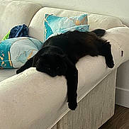 Apollo Charbonneau is registered to the contest to win money with this photo: black_cat, cat, sleeping, lounging, relaxed, indoor, living_room, sofa, couch, furniture, pillows, paw, fur, pet, cozy, home, portrait, resting, drowsy, funny_pose