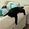 black_cat, cat, sleeping, lounging, relaxed, indoor, living_room, sofa, couch, furniture, pillows, paw, fur, pet, cozy, home, portrait, resting, drowsy, funny_pose