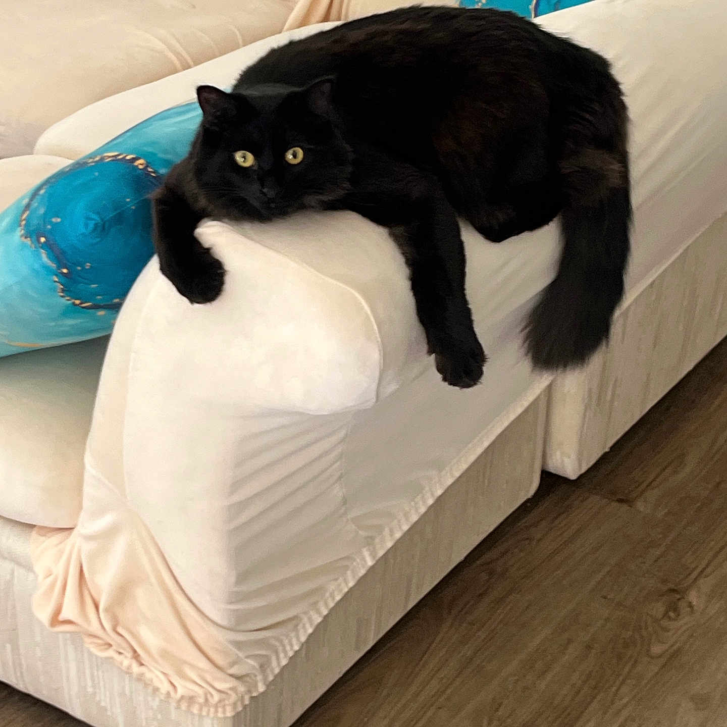 Apollo Charbonneau is registered to the contest to win money with this photo: black_cat, cat, feline, pet, animal, lounging, lying_down, sofa, couch, white_couch, paw, tail, yellow_eyes, fur, indoor, living_room, pillows, blue_pillow, wooden_floor, relaxed