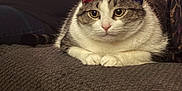 Gatito is registered to the contest to win money with this photo: cat, hat, couch, indoor, tattoo, arm, feline, pet, fur, white, gray, striped, relaxed, closeup, domestic, animal, texture, seated, looking, cozy
