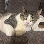 Gatito is registered to the contest to win money with this photo: cat, feline, pet, resting, sleepy, toilet_paper, blanket, gray, indoor, cozy, relaxed, fur, whiskers, ears, paw, close_up, domestic_animal, comfort, home, texture