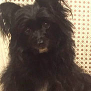 Lil Girl is registered to the contest to win money with this photo: dog, black_fur, fluffy, pet, animal, portrait, indoor, curious, ears, face, cute, domestic_animal, mammal, furry, companion, looking, sitting, canine, whiskers, background