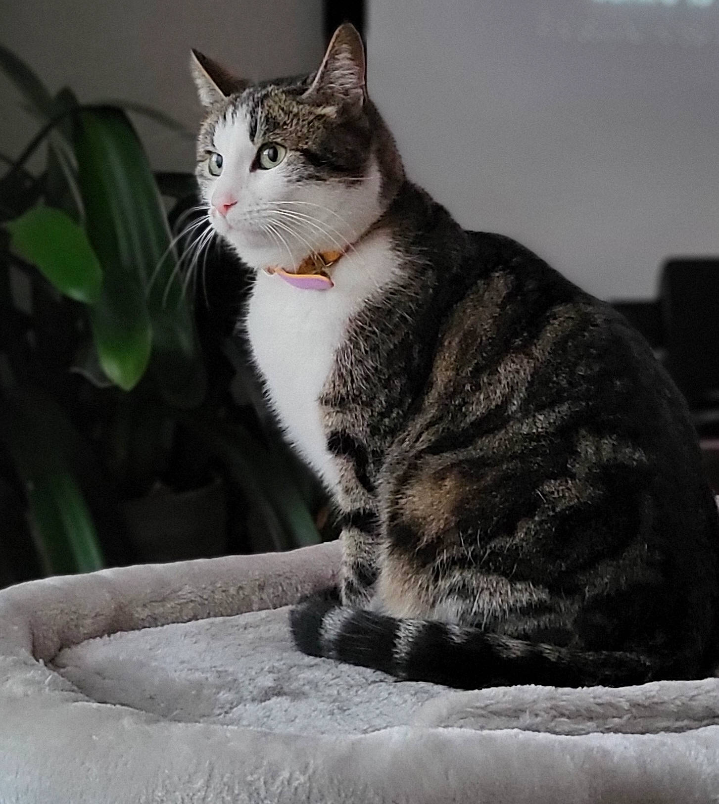 Rosette participe au concours pour gagner de l'argent avec cette photo : carnivore, cat, domestic_short_haired_cat, felidae, fur, grey, monochrome_photography, paw, sitting, small_to_medium_sized_cats, snout, tail, terrestrial_animal, whiskers, windshield