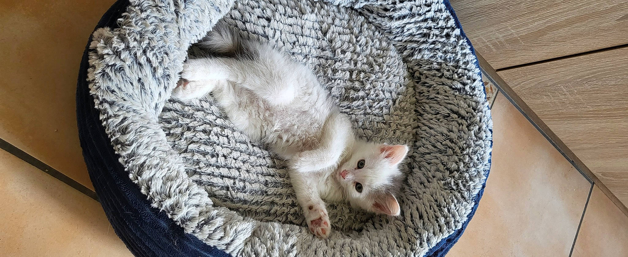 Coton a rejoint le concours — aidez-le/la à gagner de superbes lots ! carnivore, cat, claw, comfort, domestic_short_haired_cat, fawn, felidae, foot, fur, grey, linens, nap, pattern, paw, small_to_medium_sized_cats, snout, tail, terrestrial_animal, whiskers, wood