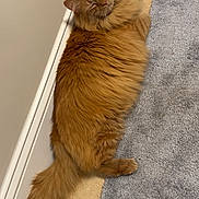 Tails joined the competition — help win amazing prizes! cat, ginger_cat, long_hair, fluffy, tail, whiskers, sleeping, cozy, vent, rug, carpet, tile_floor, baseboard, indoor, pet, domestic_cat, relaxed, portrait, warm_tones, floor