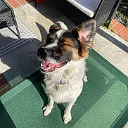 Taco is registered to the contest to win money with this photo: brick, canine, closeup, collar, concrete, daylight, dog, ear, fur, garden, happy, mat, outdoor, pet, shadow, sitting, smiling, sunlight, tongue, wicker_furniture