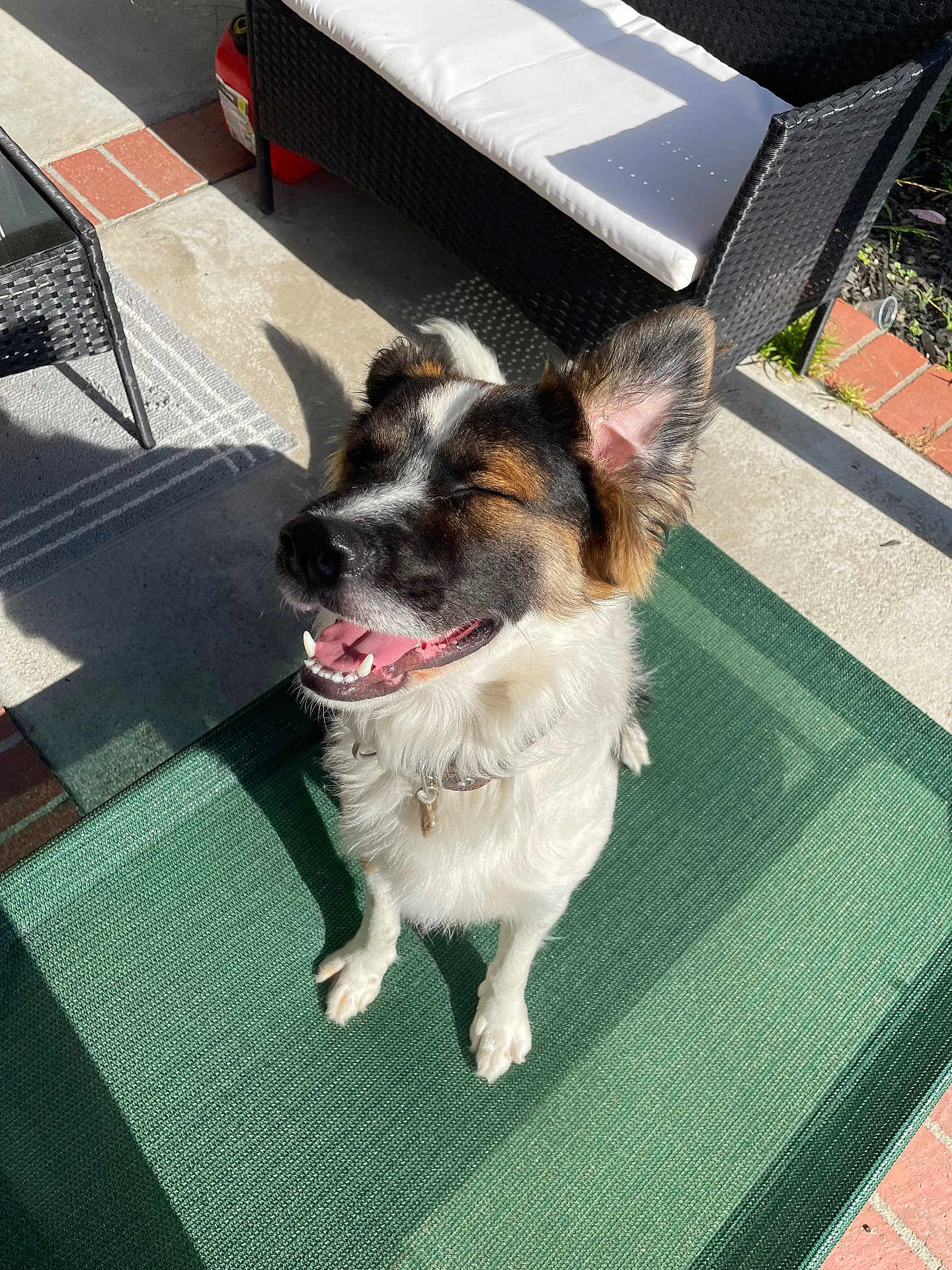 Taco
