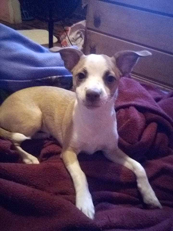 Itybity joined the competition — help win amazing prizes! canidae, carnivore, cloud, comfort, companion_dog, computer_keyboard, dog, dog_breed, dog_supply, fawn, irishjacks, paw, snout, sporting_group, square, tail, terrestrial_animal, toy_dog, whiskers, working_animal