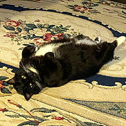 Boots is registered to the contest to win money with this photo: cat, tuxedo_cat, lying_down, carpet, indoor, pet, animal, fur, whiskers, playful, relaxed, floor, home, cute, domestic, black_and_white, paws, resting, looking, cozy