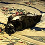 cat, tuxedo_cat, lying_down, carpet, indoor, pet, animal, fur, whiskers, playful, relaxed, floor, home, cute, domestic, black_and_white, paws, resting, looking, cozy