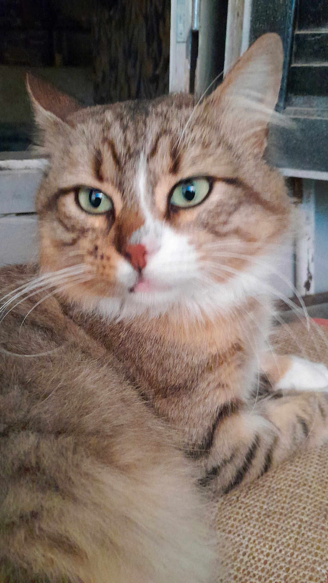 Mimi a rejoint le concours — aidez-le/la à gagner de superbes lots ! cat, tabby, close_up, green_eyes, whiskers, fur, relaxed, pet, indoor, animal, mammal, feline, laying, white_markings, ears, nose, paw, texture, background, blurred