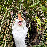 Graff a rejoint le concours — aidez-le/la à gagner de superbes lots ! animal, bodypart, canine, cat, field, grass, grassland, herbs, kitten, lawn, manx, mouth, nature, outdoors, person, pet, plant, reed, tongue, vegetation